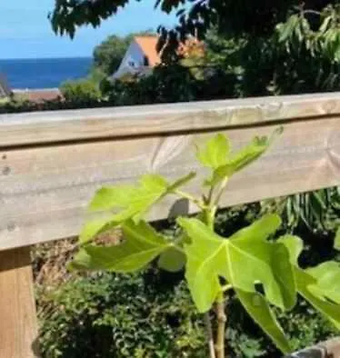 House With Sea View- 5 Minutes Walk From Beaches